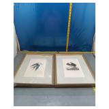 Pair Vintage Bird Print Framed Art