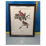 Framed Cardinal Bird Print - Richmondena