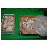 ASSORTMENT OF SEASHELLS