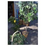 3 PLANTS FOR HOUSE/OFFICE DECOR