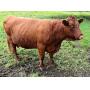 (1337) Rotokawa Red Devon Cattle, Round Bales & Squeeze Chute