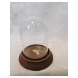 Glass dome on wooden base five inches