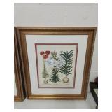 Pair of large gold framed botanical prints