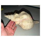 Large Conch Shell