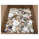 Various Seashells, Coral & Stones