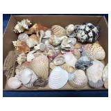 Lot: Various Seashells