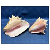 2 Conch Shells w/Pink Interiors