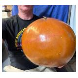 X-Large Round Gourd Larger Than a Basketball