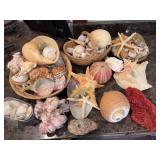 Nice Seashell Collection w/ Starfish & Coral