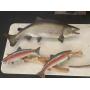 Sportsmans Auction, Fishing Rods and Reels, Fishing Lures and Tackle, Hunting Supplies
