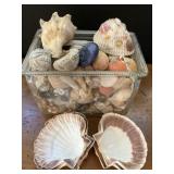 Collection Of Shells