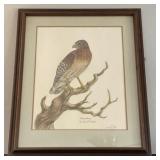 Richardson,Anne W. Red Shouldered Hawk Print