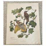 Richardson,Anne W. Yellow Shafted Flicker Print