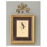 Artist Unknown, Trochilu