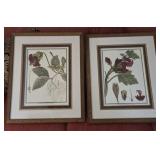 Framed Botanical Prints
