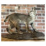 Bobcat Taxidermy Mount