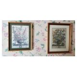 Framed Botanical Prints