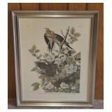 Framed Carolina Tutle Dove Print