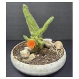 Ceramic Bowl with Cactus Plant