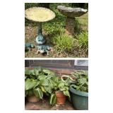 Birdbaths and Plants