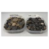 Fossilized Clams
