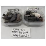Fossilized Whale Rib Bones
