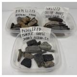 Fossilized Collection B
