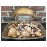 Wooden Bowls and Shell Collection