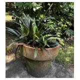Extra-Large Clay Pot and Plant B