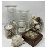Shell Decor