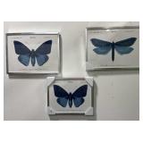 Framed Butterfly Prints