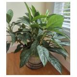 Live Potted Plant