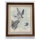 1974 Signed Falcon Print