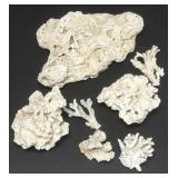 Coral Collection - B