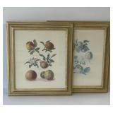 Framed Botanical Fruit Prints