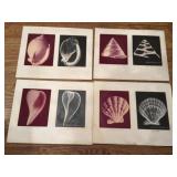 X-ray Photography Prints by William Conklin
