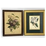 Fruit and Magnolia Prints