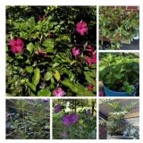 Outdoor Potted Plants