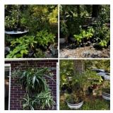 Potted Plants B