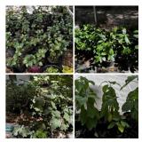 Potted Plants A