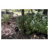 Potted Outdoor Plants