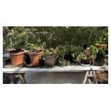 Plants and Table