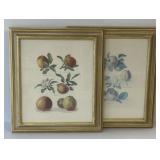 Framed Botanical Fruit Prints