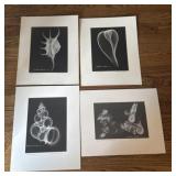 Original Radiographic Shell Art by William Conklin