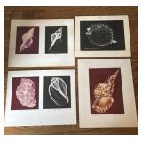 Original Radiographic Shell Art by William Conklin