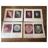 Original Radiographic Shell Art by William Conklin