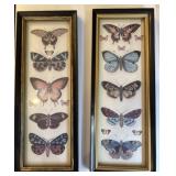 Two Framed Butterfly Pictures
