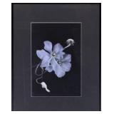 CLEMATIS BOTANICAL PHOTOGRAPH