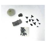 COLLECTION OF SHARK TEETH, FOSSILS, & SHELL