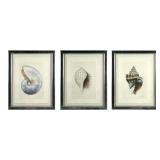 (3) Trowbridge MEREDITH MARTENS Shell Giclees